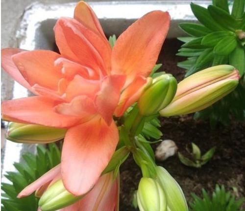  花期|养花就养个花期长的，花大色艳，比牡丹好看，比吊兰好养