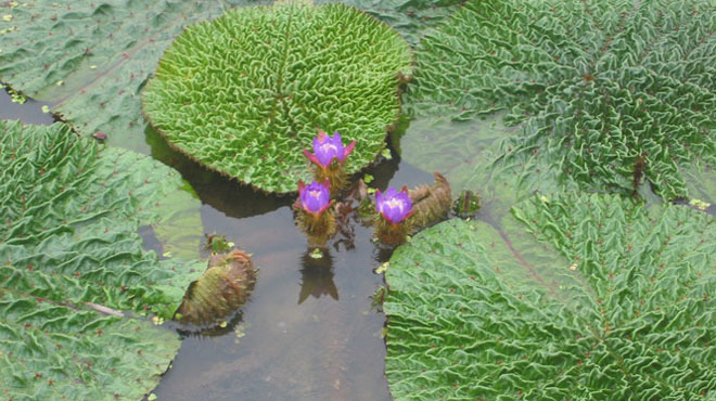食用禁忌|“鸡头米”好吃,大家都经常吃,但它的药用功效你知道多少