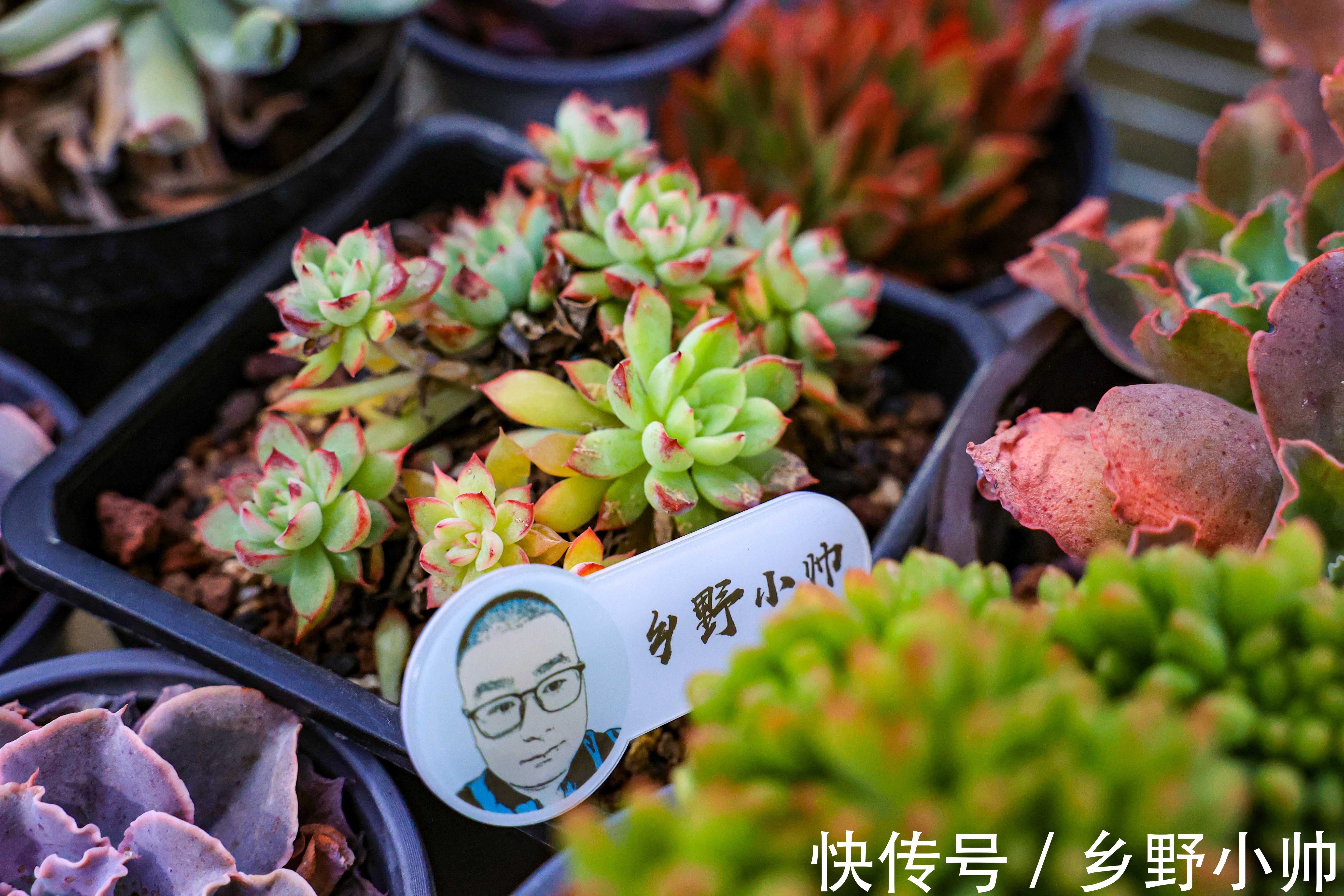 养肉过程中,多肉叶片出现2种现象是在“求救”,千万别忽视