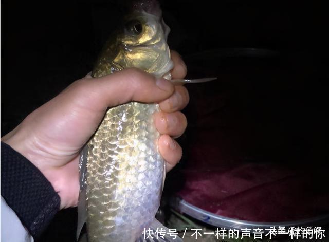 一款专钓野生大鲫鱼的配方，新老钓友都适用，从此配饵不求人