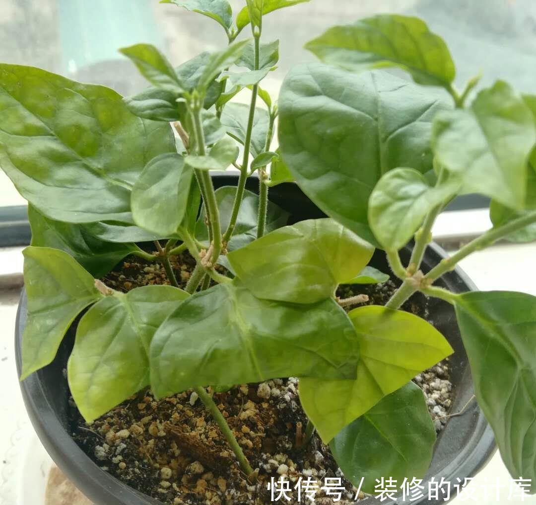 发黄|茉莉扦插成活后,叶片发黄原因和解决办法,你都清楚吗
