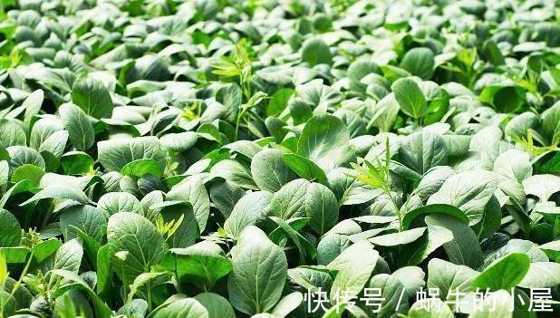 內分泌平衡|甲狀腺結節來源已被發現，希望你能避免，常吃散結的食物！