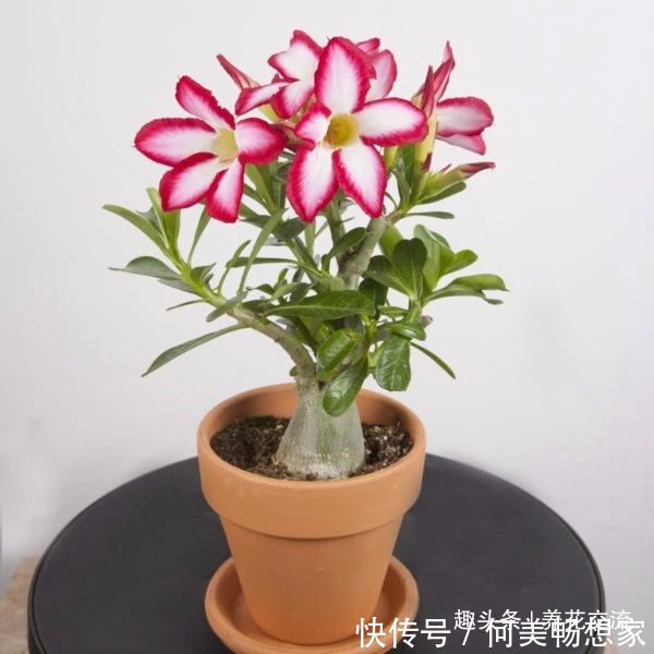 沙漠玫瑰在非洲能长5米高，养盆里仅10多厘米，依旧可开花