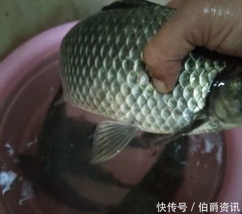 鲫鱼钓了58余年，总结了这套顺口溜，学会包你百钓不厌！