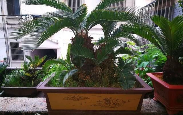 这4种“盆景树”,不仅观赏性高,寿命还特别长,越养越值钱