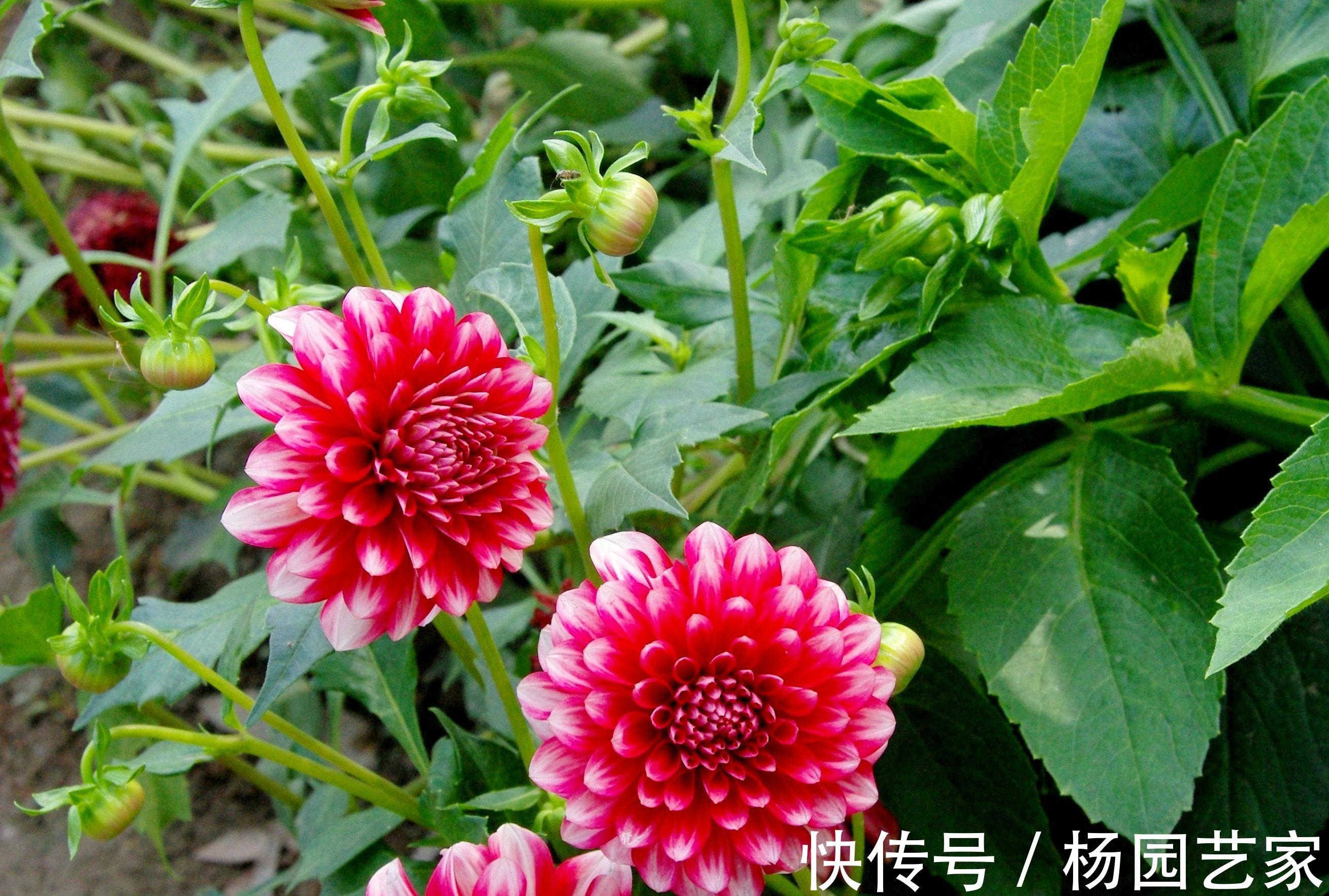 栽种|养花试试这几款,花大色艳,开花量也多,深受广大花友们的喜爱