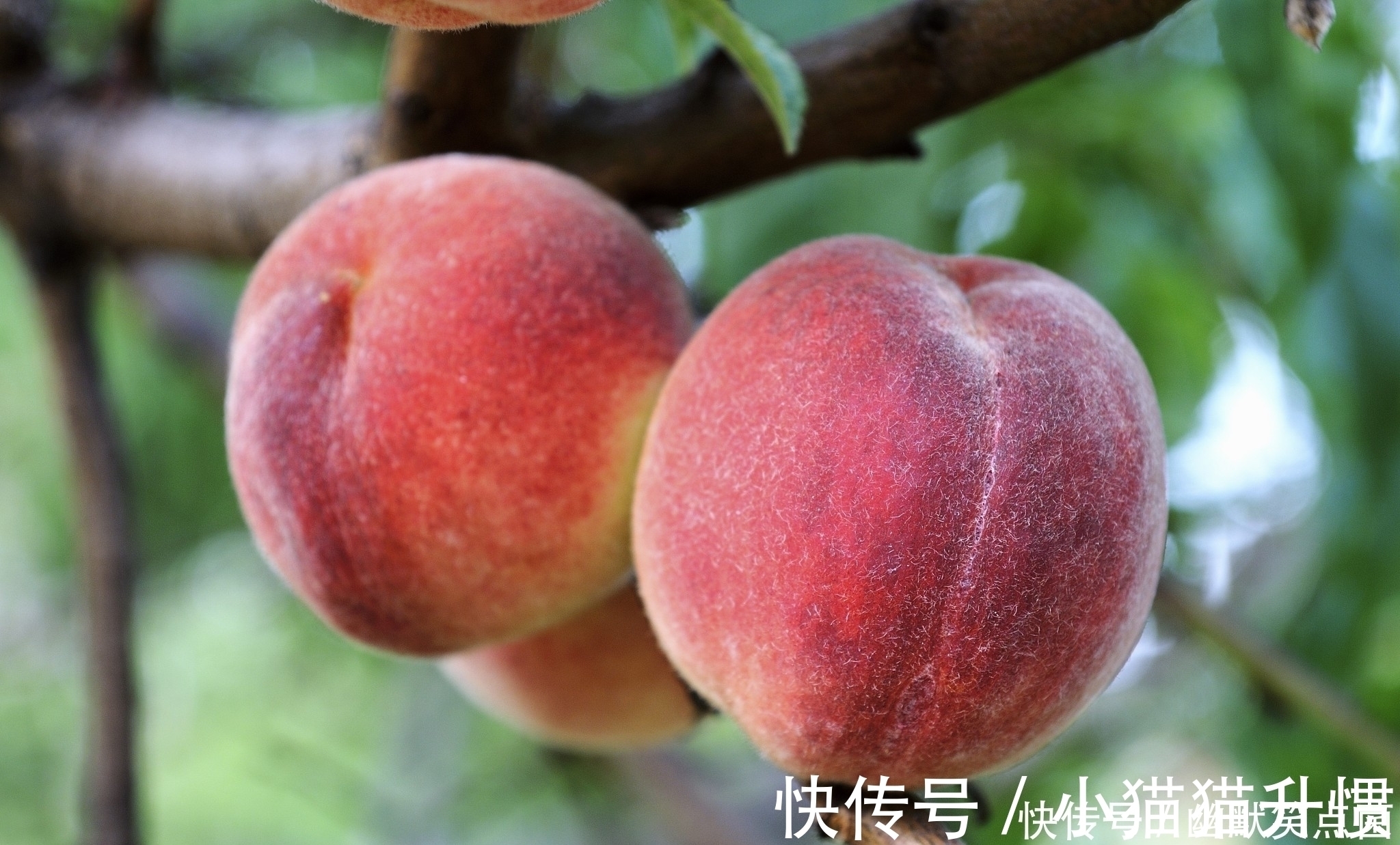 在自家农村院子里种什么树寓意比较好?下面7种树很适合