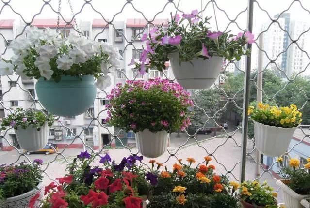  养花|养花不能用大盆，这5种花挤在小盆里，才能长成精品