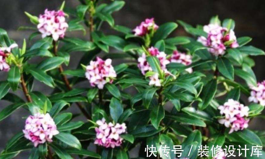 老花匠都喜欢的4种花,10月养一盆正当时,花多花美还好养