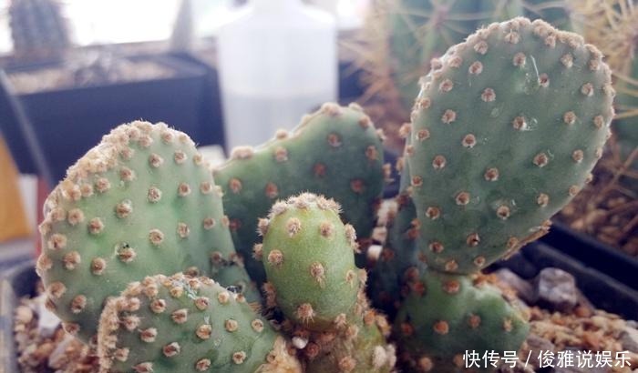 越长越|仙人掌怎么越长越歪这种情况要提前发现,不然生长会出现问题