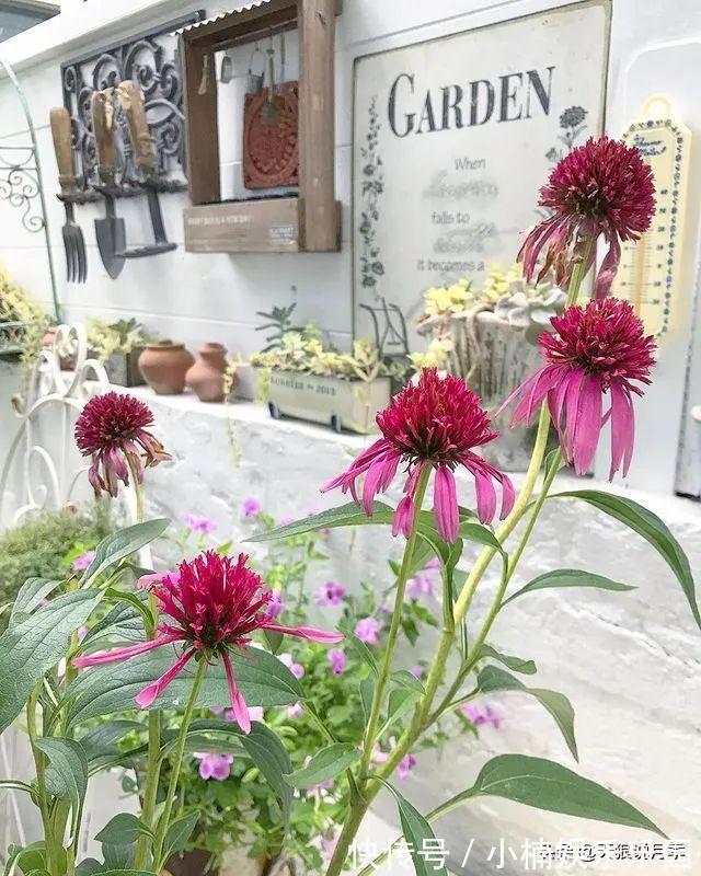 毛地黄|小空间花园打造指南丨四季开花不断，她是怎么做到的？
