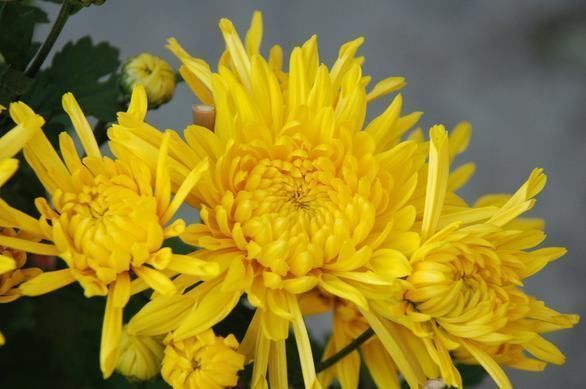 玫瑰花茶|长期失眠,身体受不了?多吃5种食物,养心安神,失眠不来扰