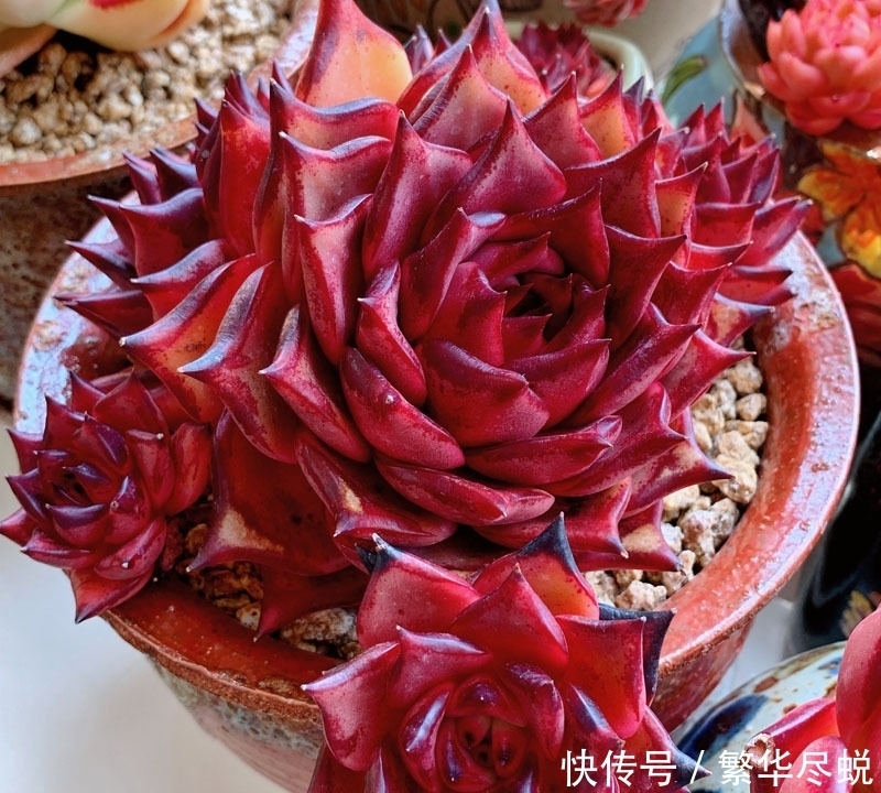 根系|夏天多肉千万别暴晒,除非看了这篇文章,不然多肉化水了