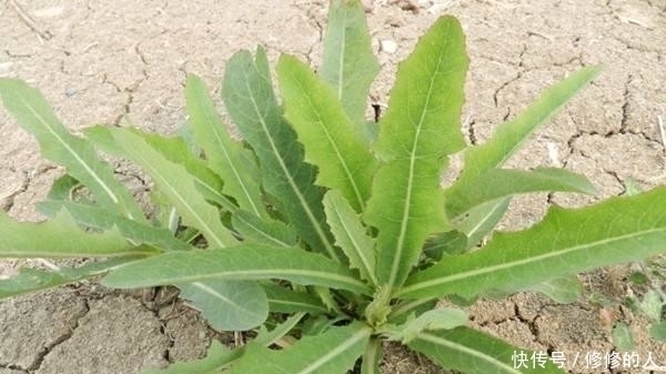 山野菜|这9种野菜赶紧收好了!在农村随处可见,每一种都是治病良药