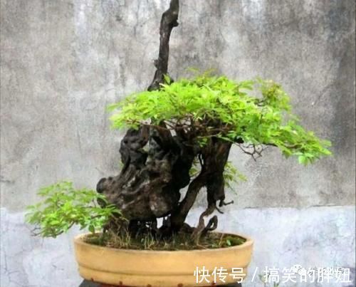 修剪|农村大爷不养花,用山上黄荆做成盆景,更具观赏性