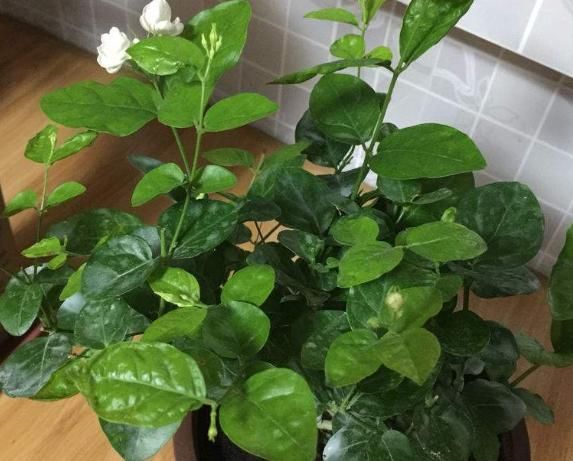 扦插茉莉花时，有一些“特殊水”，滴上几滴，能让茉莉花生根更快