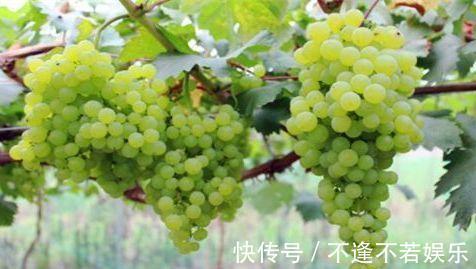 润肠通便|女性想要身体好,3种食物换着吃,排毒消脂,润肠通便,美容肌肤