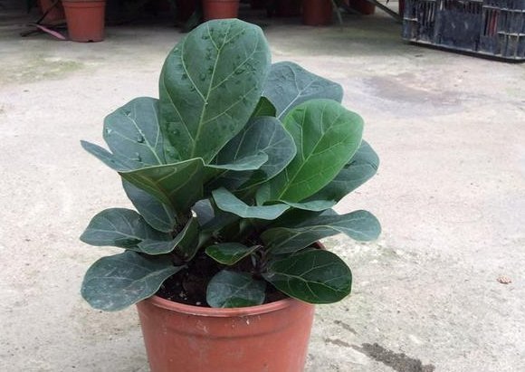 这些花适合夏天养,越“热”越疯长,越“晒”还越开花