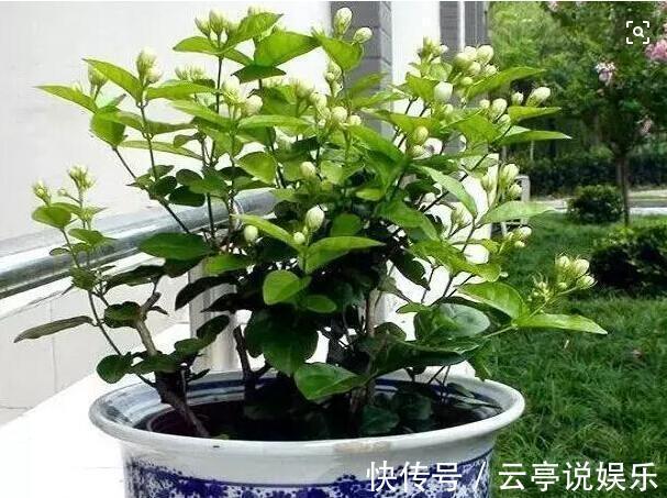 茉莉花|养好茉莉花,学会这4招,一年能开好几茬,比栀子花还香、还漂亮