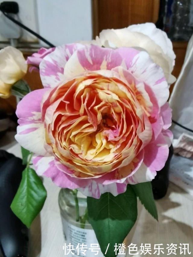 细数10种狼牙棒月季,怕刺的可绕道