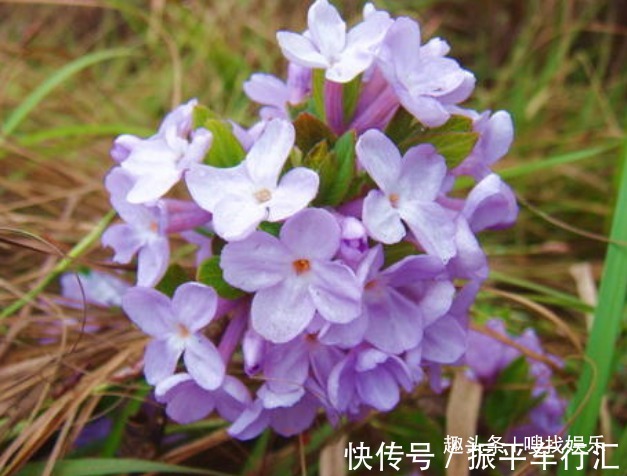 此花花色妩媚绚丽,盛开时犹如一位女子翩翩起舞,模样楚楚动人