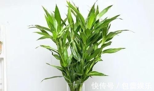 富贵竹离不开这种水，加一点，不烂根、不黄叶，家里吉祥富贵