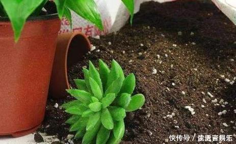 盆土太硬了?用它泡一泡,浸盆浇,土壤透气有营养,还养根