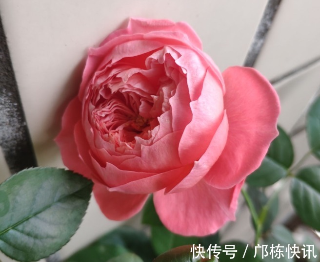 品种|10个最奇葩的月季品种,你可能一个都没见过!