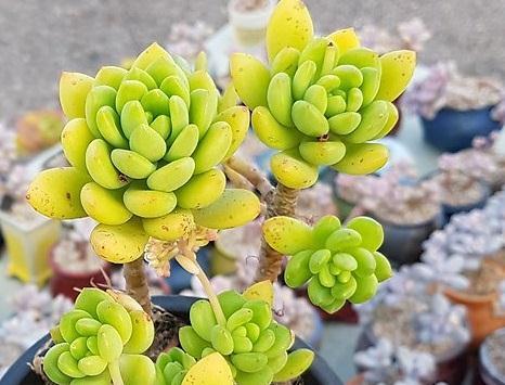 6条实用小经验,让你的肉肉安然度夏