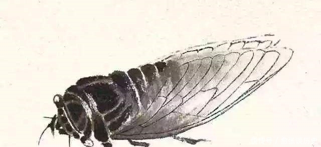 前世|唐僧前世金蝉子到底啥来历我只想告诉大家，金蝉绝不是一只知了