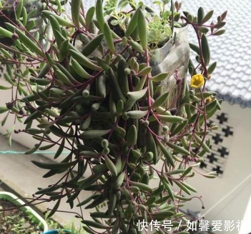 紫玄月|谁说多肉都耐旱?这些喜水多肉,太能喝水天天要浇