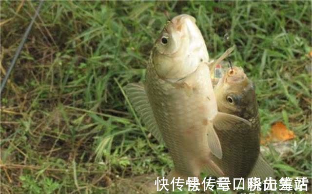 春钓大板鲫,民间这两种钓法最优秀,钓大鲫鱼更容易