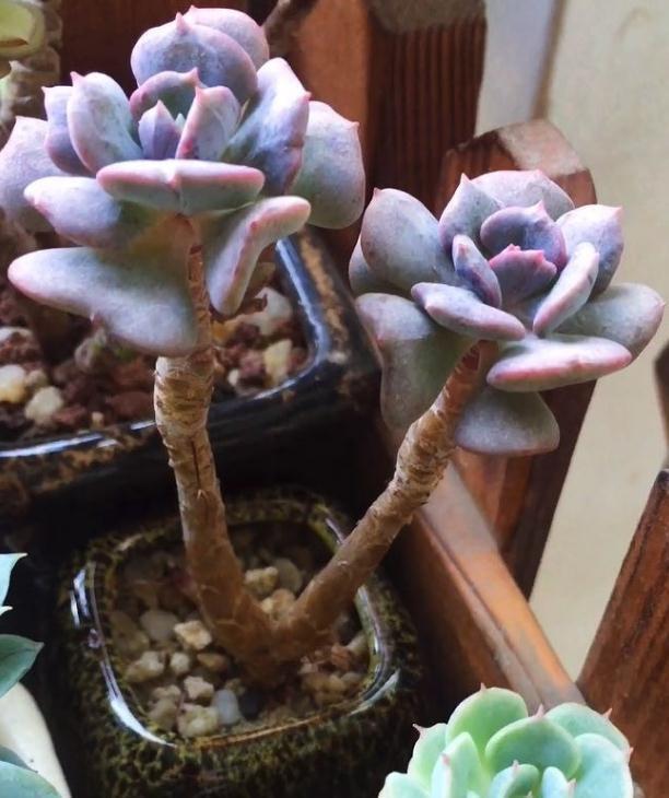 多肉发根有三招，土培水培和空气发根，土壤才是多肉生长的基源