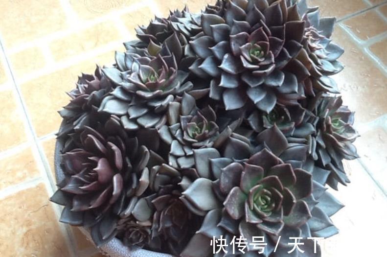 花盆|秋天养一盆多肉黑王子,机制状态下霸气侧漏,谁见了都夸大气
