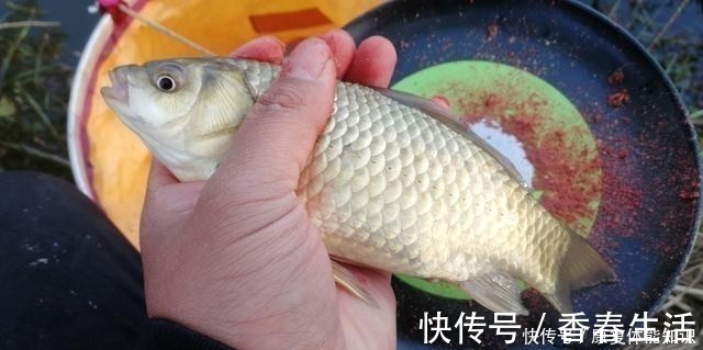 小鱼闹窝并不是坏事,明白这几点,再也不怕小鱼闹!