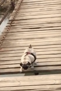 |搞笑GIF段子:算了,还是我来吧!你这拔不出来会弄疼自己的!