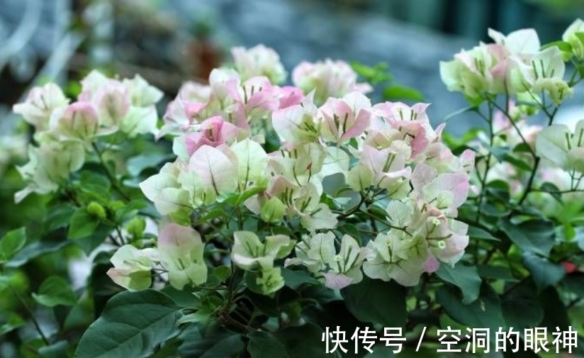 暖气片|冬天养三角梅,5个方面做到位,安全过冬为主,开花不是首要目的