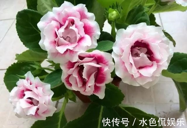 春天适合养“3种花”,立夏就“开花”,人见人爱,那叫一个美!