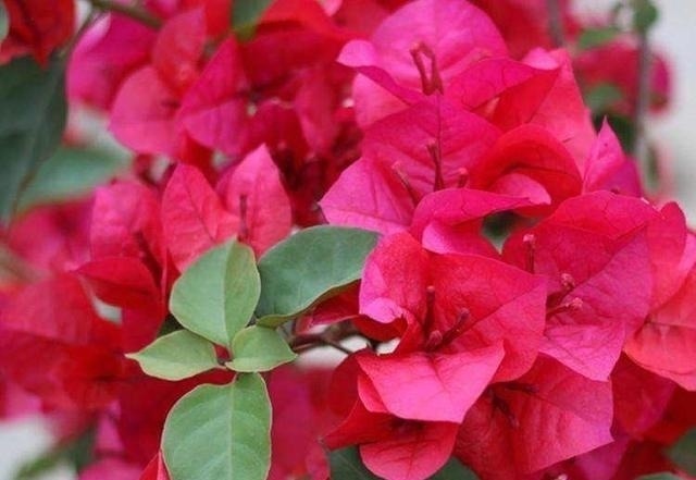 剪个枝条，插土里，开花200天，坐在家里赏花，太值！