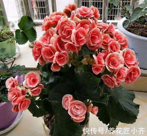 6种“富贵花”,平时没人卖,过年抢着买,摆家里,喜庆吉祥