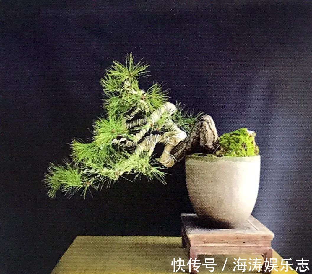 阳台上|盆景枝干弯曲上翘的最佳方法,既简单又高效,同时拆除更方便!