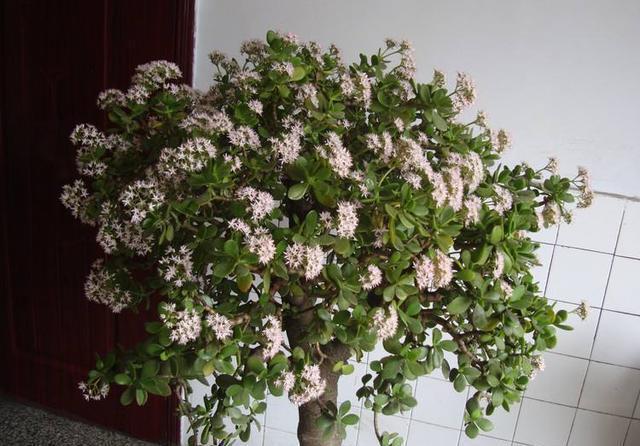 吉祥花|小雪后,家里要有的3种“吉祥花”,寓意金玉满堂喜气洋洋