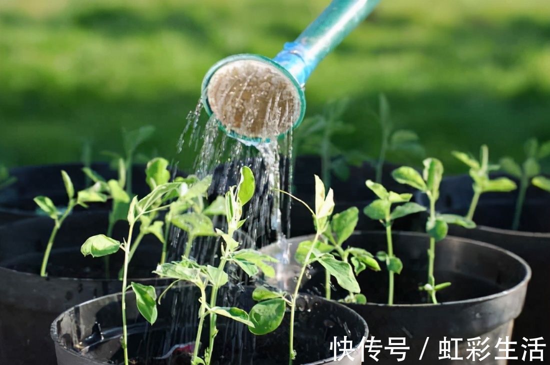 浇花必懂知识：“见干见湿”和“干透浇透”有什么区别