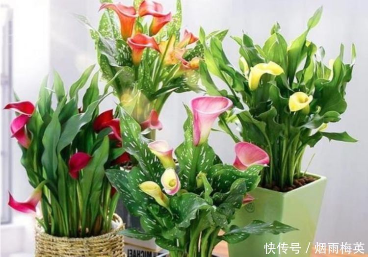 4种花是花卉中的劳模,开花一簇簇,好养又漂亮,对待新手很友好