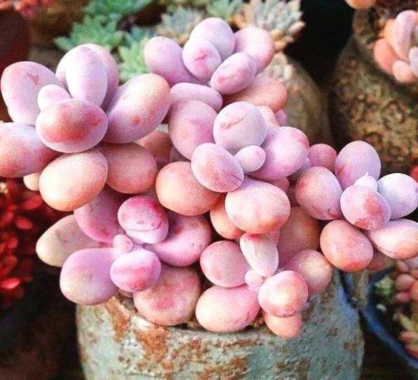 夏季养多肉，几个“小窍门”，不黑腐，不化水，养出“高颜值”