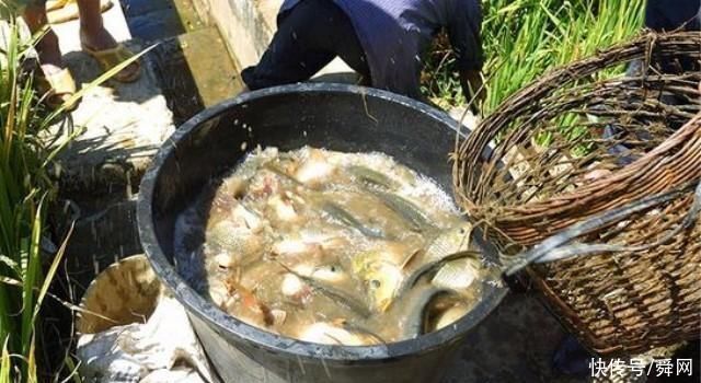 美味|农村稻田边上野餐,这样的美味让人欲罢不能,你吃过吗?