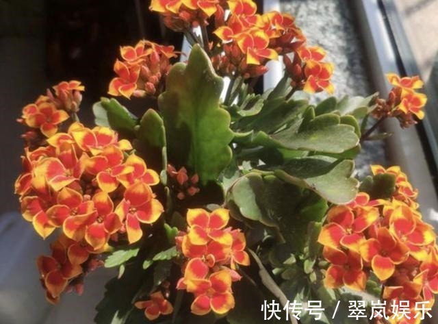植株|给绿萝、长寿花浇水,多做“1件事”,植株1个月旺盛,容易爆盆!