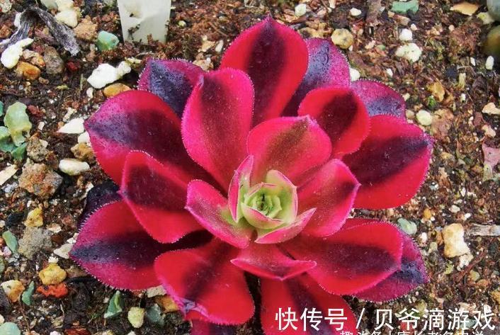 成功率|法师多肉可以叶插,只是成功率“感人”,成活之后还不能过早上盆