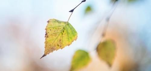 阴历哪几天出生的孩子,是上等命,孝顺又有出息,早晚出人头地