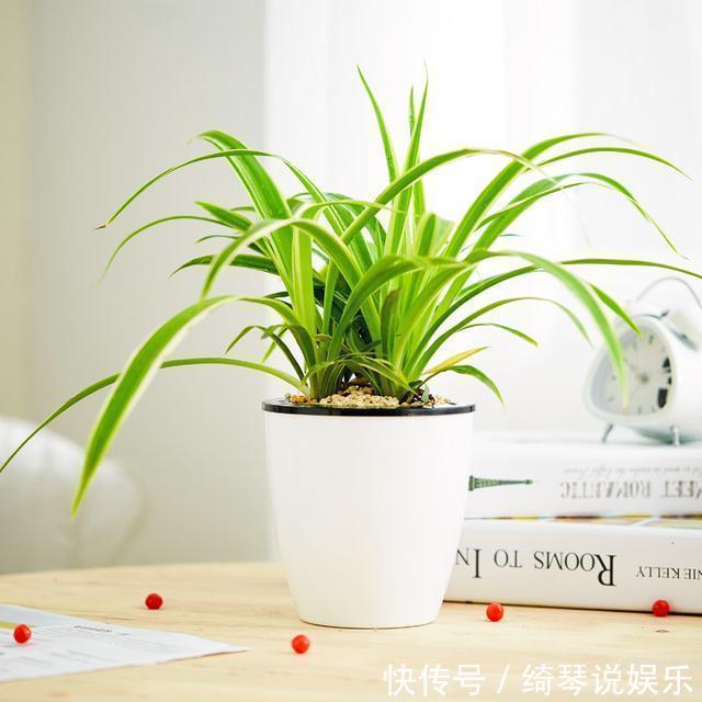 养人|不要乱养花,要养就养它,“镇宅辟邪”旺财、养人,有钱人都在养